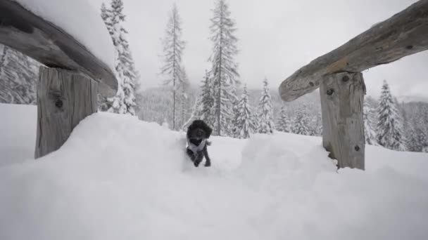 黑色的狮子狗穿着夹克在山上雪地里奔跑 图库视频片段