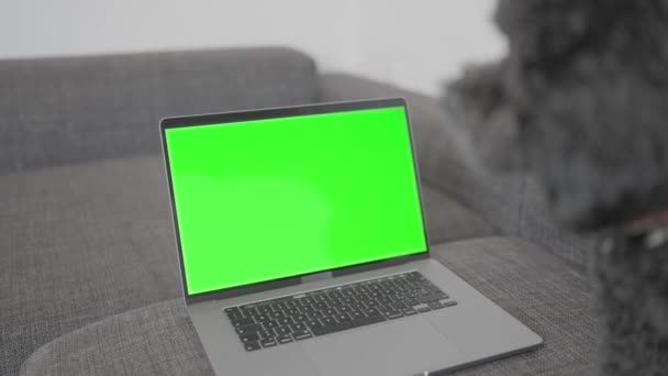 Hondenmuilkorf Laptop Met Groen Scherm Voor Chroma Sleutel Stockvideo