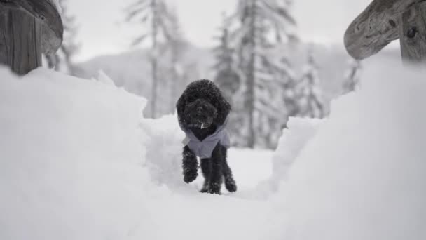 黑毛狮子狗穿着夹克 在寒冷的雪地里散步 — 图库视频影像