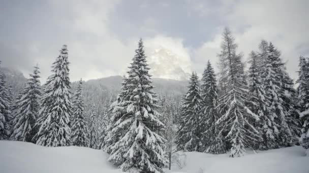 Красивий Зимовий Пейзаж Снігом Білими Деревами Під Горою Італійських Альп Ліцензійні Стокові Відеоролики