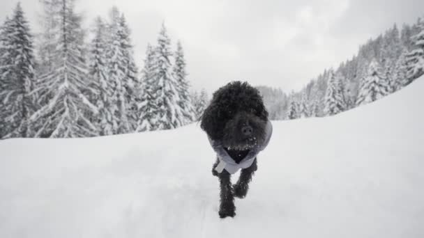 Pudelhund Spaziert Auf Schnee Zwischen Tannen — Stockvideo