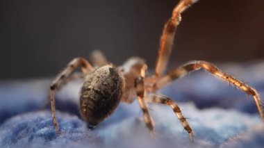 Bir örümceğin makro fotoğrafı uzun bacaklarını ve yumuşak mavi kumaş arka planında karmaşık işaretlerini gösteriyor.