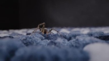 Mavi dokulu yüzeydeki bir örümceğin makro fotoğrafçılığı, bulanık siyah arkaplanlı, vahşi yaşamı yakından yakalıyor.