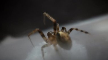 Fotoğraf meraklıları için dokuları ve renkleri vurgulayan, geçmişi bulanık bir örümceğin detaylı yakın plan görüntüsü