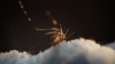 Yakın plan bir fotoğraf, bulutlara benzeyen yumuşak beyaz bir yüzeye tünemiş hassas bir sivrisineği yakalar.