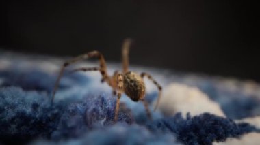 Görüntü, mavi ve beyaz bir halıda hareket eden örümceğin detaylı özelliklerini gösteren yakın plan bir görüntüsünü gösteriyor.