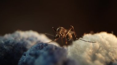 Yakın plan bir fotoğraf, doğal ışık altında kumaş dokusuna sahip bir sivrisineği gösteriyor. Detaylı özellikleri yakalıyor.