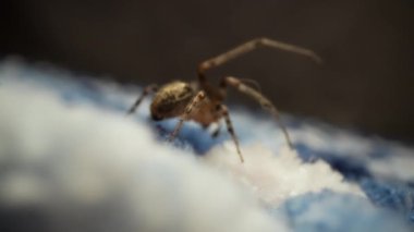 Bir makro fotoğrafta, bir örümcek mavi bir manzarayı keşfederken görülüyor, karmaşık detaylarını ve yumuşak dokularını sergiliyor.