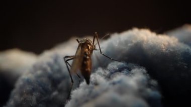 Yakın plan bir fotoğraf yumuşak bir yüzeydeki sivrisineği gösteriyor. Hafif ışık altında, detaylı özelliklerini ve dokularını yakalıyor.