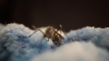 Fotoğrafta keskin odak noktasındaki küçük bir böcek net makro tekniklerle çekilmiş bulanık mavi bir arkaplan gösteriyor.