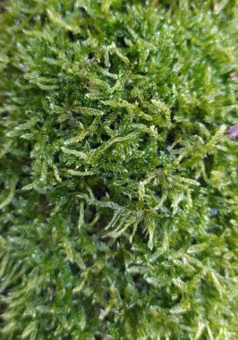 Orman dokusunda yosunlu ağaç