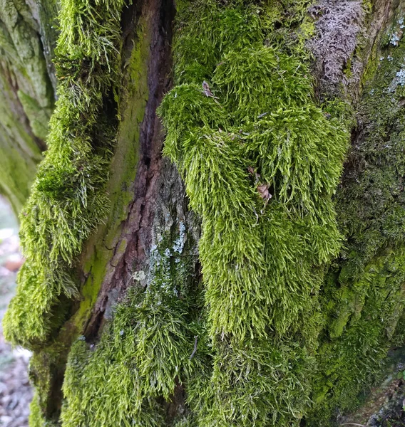 Arbre Dans Texture Forêt Avec Mousse — Photo