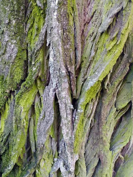 Δέντρο Δασική Υφή Βρύα — Φωτογραφία Αρχείου