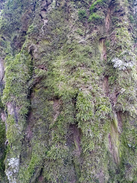 Дерево Лісовій Текстурі Мохом — стокове фото