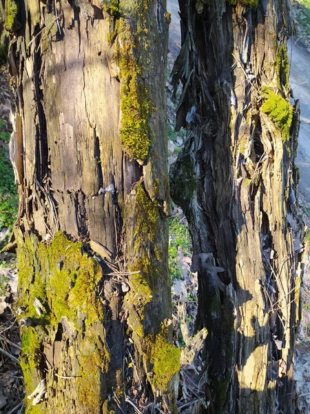Árbol Textura Del Bosque Con Musgo — Foto de Stock