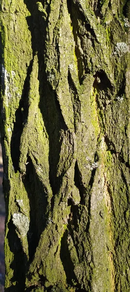 Albero Texture Forestale Con Muschio — Foto Stock