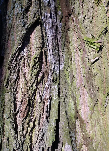 Drzewo Strukturze Lasu Mchem — Zdjęcie stockowe