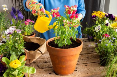 Bir ev balkonunun bahar dekorasyonu ya da çiçekli teras, Antirrhinum 'un kilden bir kaba nakledilmesi, ev işleri ve hobiler, biyofilik tasarım.