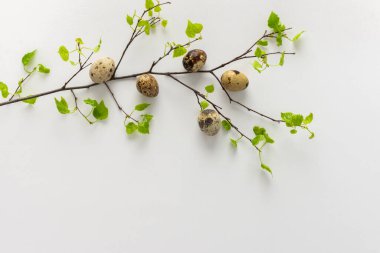 Beyaz arka planda taze yeşil yaprakları ve bıldırcın yumurtaları olan huş dalı, Paskalya konsepti.