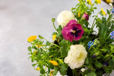 Beyaz yuvarlak vazo bahar ve yaz çiçekleriyle Ranunculus ve Muscari, Petunias ve Pansies gri arka planda, üst manzara, çiçeklerle süslenmiş ev dekorasyonu