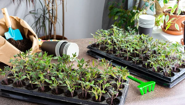 Young green seedlings of tomato in a special plastic form, bag with ground and trowel and garden shovel, transplanting seedlings, pricking out in disposable paper cups
