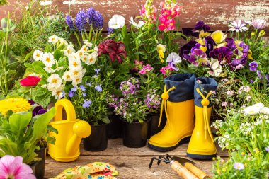 Spring work in the garden and at home, planting decorative flowers, spring and summer flowers in pots on a wooden background, a watering can and yellow rubber boots and a rake with a shovel