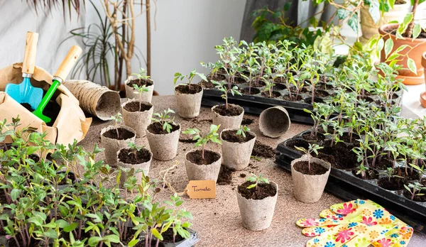 Young green seedlings of tomato in a special plastic form, bag with ground and trowel and garden shovel, transplanting seedlings, pricking out in eco friendly pots