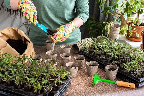 Young green seedlings of tomato in a special plastic form, woman gardener transplanting seedlings, pricking out in eco friendly pots, home hobby