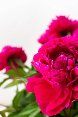 Şakayıklar kapanıyor, evin bir parçası, çiçekli ev dekorasyonu, sıcacık yaz arkaplanı.