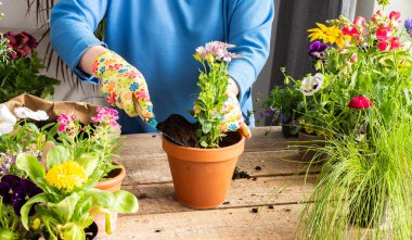 Bir ev balkonunun bahar dekorasyonu ya da çiçekli teras, bir çiçeğin kil bir tencereye nakledilmesi, ev bahçesi ve hobiler, biyofilik tasarım.