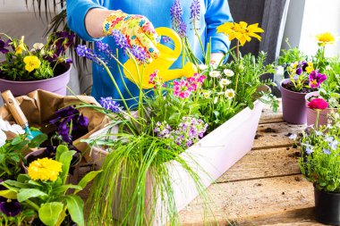 Bir ev balkonunun bahar süslemesi ya da çiçekli teras, çiçek nakli yapan bir kadın bir çömleğe, ev bahçesine ve hobilerine, biyofilik tasarıma sahip.