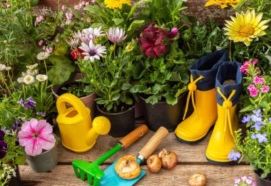 Bahçede bahar işleri, dekoratif çiçekler, farklı bahar ve yaz çiçekleri saksılarda ve gladyatör ampullerinde, bir su kovası ve lastik botlar ve kürekli bir tırmık.