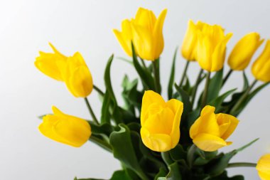 Güzel bahar laleleri, doğum günü ya da tatil için şenlikli bir buket.