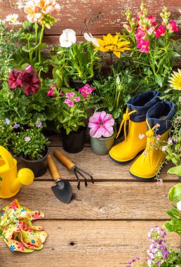 Spring work in the garden and at home, planting decorative flowers, spring and summer flowers in pots on a wooden background, a watering can and yellow rubber boots and a rake with a shovel