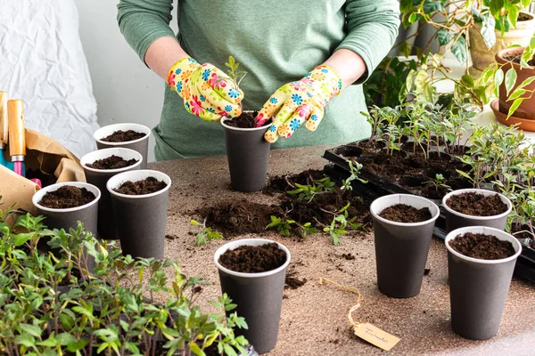 Young green seedlings of tomato in a special plastic form, woman gardener transplanting seedlings, pricking out in disposable paper cups, home hobby