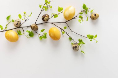 Beyaz arka planda taze yeşil yapraklı huş dalı ve Paskalya boyalı bıldırcın yumurtası, Paskalya konsepti.