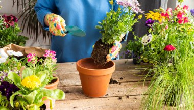Bir ev balkonunun bahar dekorasyonu ya da çiçekli teras, bir çiçeğin kil bir tencereye nakledilmesi, ev bahçesi ve hobiler, biyofilik tasarım.