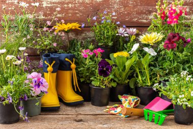 Spring work in the garden and at home, planting decorative flowers, different types of spring and summer flowers in pots on a wooden background, yellow rubber boots and a rake with a shovel