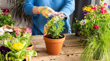 Bir ev balkonunun bahar dekorasyonu ya da çiçekli teras, bir çiçeğin kil bir tencereye nakledilmesi, ev bahçesi ve hobiler, biyofilik tasarım.