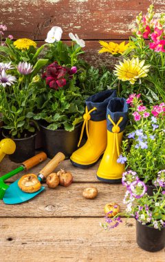 Spring work in the garden and at home, planting decorative flowers, spring and summer flowers in pots and gladiolus bulbs on a wooden background, rubber boots and a rake with a shovel