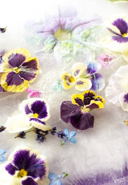 Summer background of frozen flowers in ice, colorful pansies and geraniums, lavender and Verbena