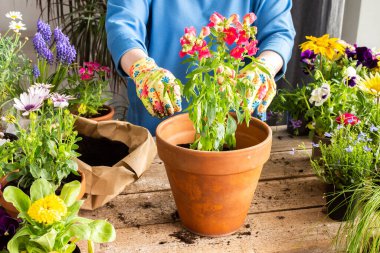 Bir ev balkonunun bahar dekorasyonu ya da çiçekli teras, Antirrhinum 'un kilden bir kaba nakledilmesi, ev işleri ve hobiler, biyofilik tasarım.