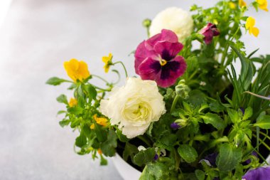 Beyaz yuvarlak vazo bahar ve yaz çiçekleriyle Ranunculus ve Muscari, Petunias ve Pansies gri arka planda, üst manzara, çiçeklerle süslenmiş ev dekorasyonu