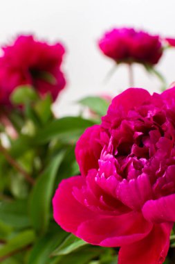 Şakayıklar kapanıyor, evin bir parçası, çiçekli ev dekorasyonu, sıcacık yaz arkaplanı.