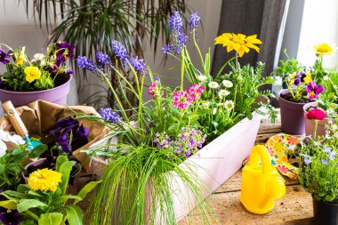 Bir ev balkonunun bahar dekorasyonu ya da çiçekli teras, geçici saksılardan kalıcı olanlara çiçek nakli, ev işleri ve hobiler, biyofilik tasarım