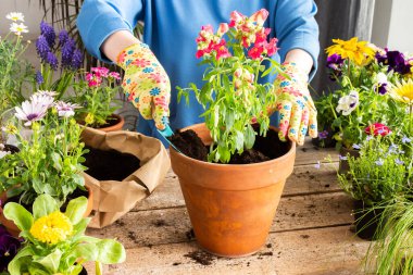 Bir ev balkonunun bahar dekorasyonu ya da çiçekli teras, Antirrhinum 'un kilden bir kaba nakledilmesi, ev işleri ve hobiler, biyofilik tasarım.