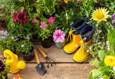 Spring work in the garden and at home, planting decorative flowers, spring and summer flowers in pots on a wooden background, a watering can and yellow rubber boots and a rake with a shovel