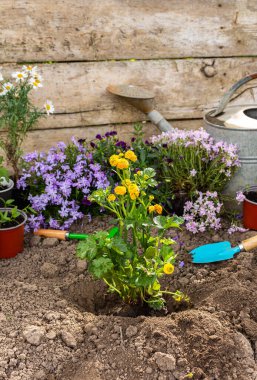 Spring garden decoration with flowers, planting yellow buttercups in the ground near the house, home gardening and hobby
