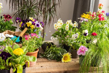 Bir ev balkonunun bahar dekorasyonu ya da çiçekli teras, geçici saksılardan kalıcı olanlara çiçek nakli, ev işleri ve hobiler, biyofilik tasarım