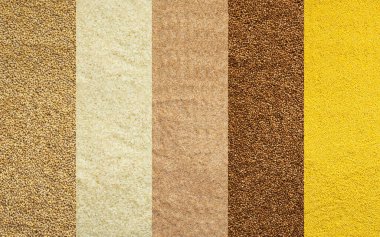 Various grain cereals banner, top view, pearl barley and white rice, wheat grits and brown buckwheat, millet